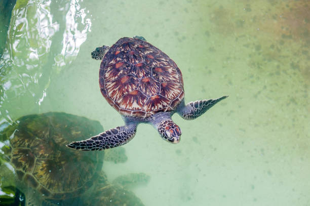 istock Sea turtle swims in the aquarium. View from above 842451456