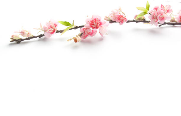 istock Fake sakura blossom on white background. 842451772