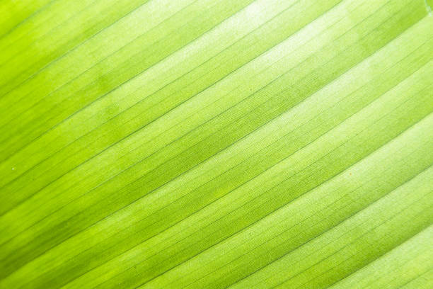 istock Macro detail of green leaf texture. Close up beautiful leaves pattern. 842452472