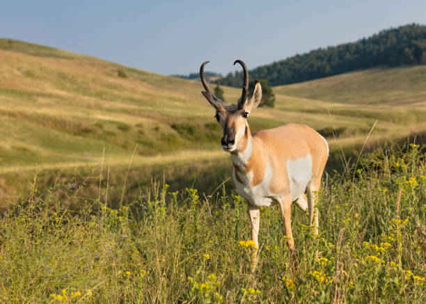 Pronghorn Antelope