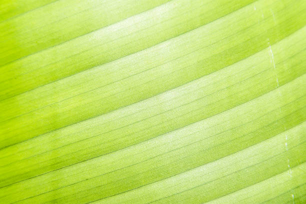 istock Macro detail of green leaf texture. Close up beautiful leaves pattern. 842453070