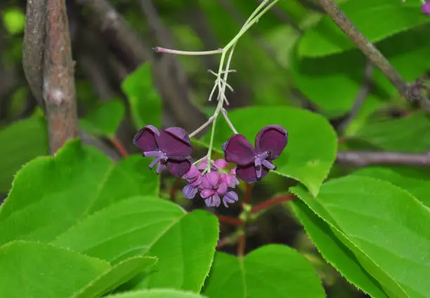 Five-leaf akebia (Akebia quinata)