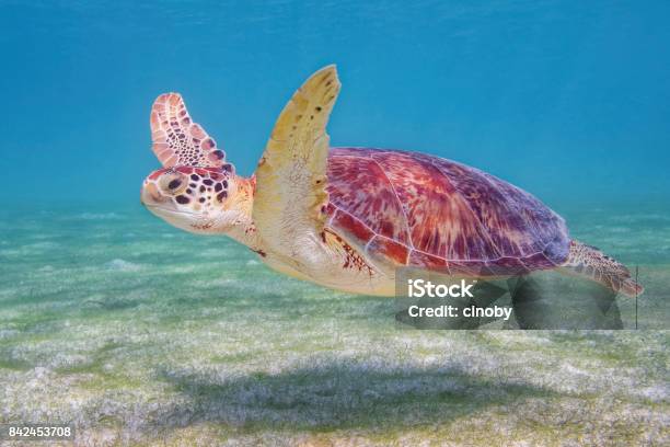 Green Sea Turtle In Caribbean Sea Near Akumal Bay Riviera Maya Cozumel Quintana Roo Mexico Stock Photo - Download Image Now