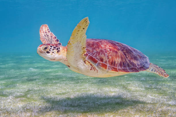 Green Sea Turtle in Caribbean Sea near Akumal Bay - Riviera Maya / Cozumel , Quintana Roo , Mexico - fotografia de stock