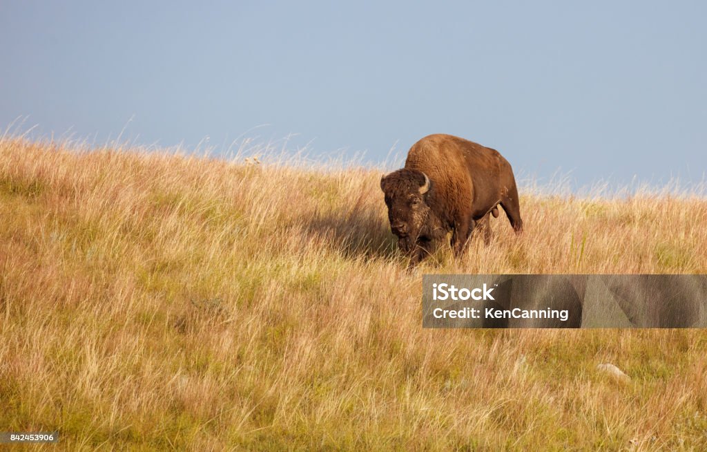 Bull Buffalo on the Great Plains American Bison, Buffalo Great Plains Stock Photo