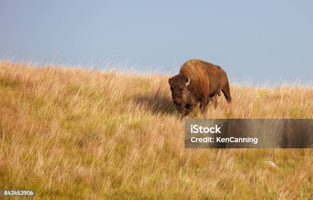 Bull Buffalo On The Great Plains Stock Photo - Download Image Now - Great Plains, American Bison, National Grassland