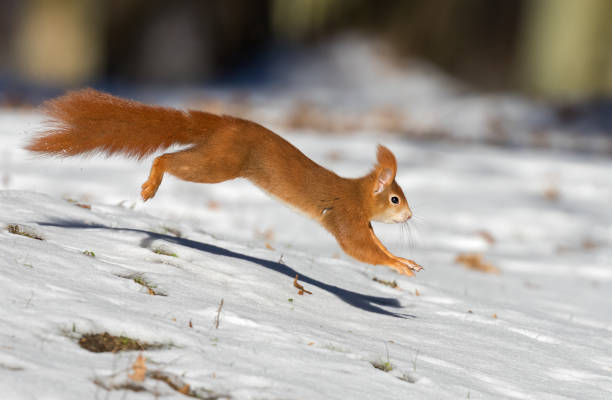 Photo of Running red squirrel (Sciurus vulgaris) in winter