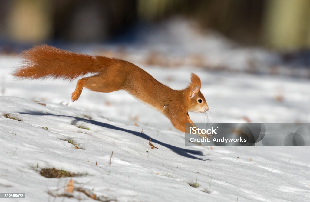 Running red squirrel (Sciurus vulgaris) in winter Jumping red squirrel (Sciurus vulgaris) in winter. Squirrel Stock Photo