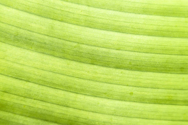 istock Macro detail of green leaf texture. Close up beautiful leaves pattern. 842455648