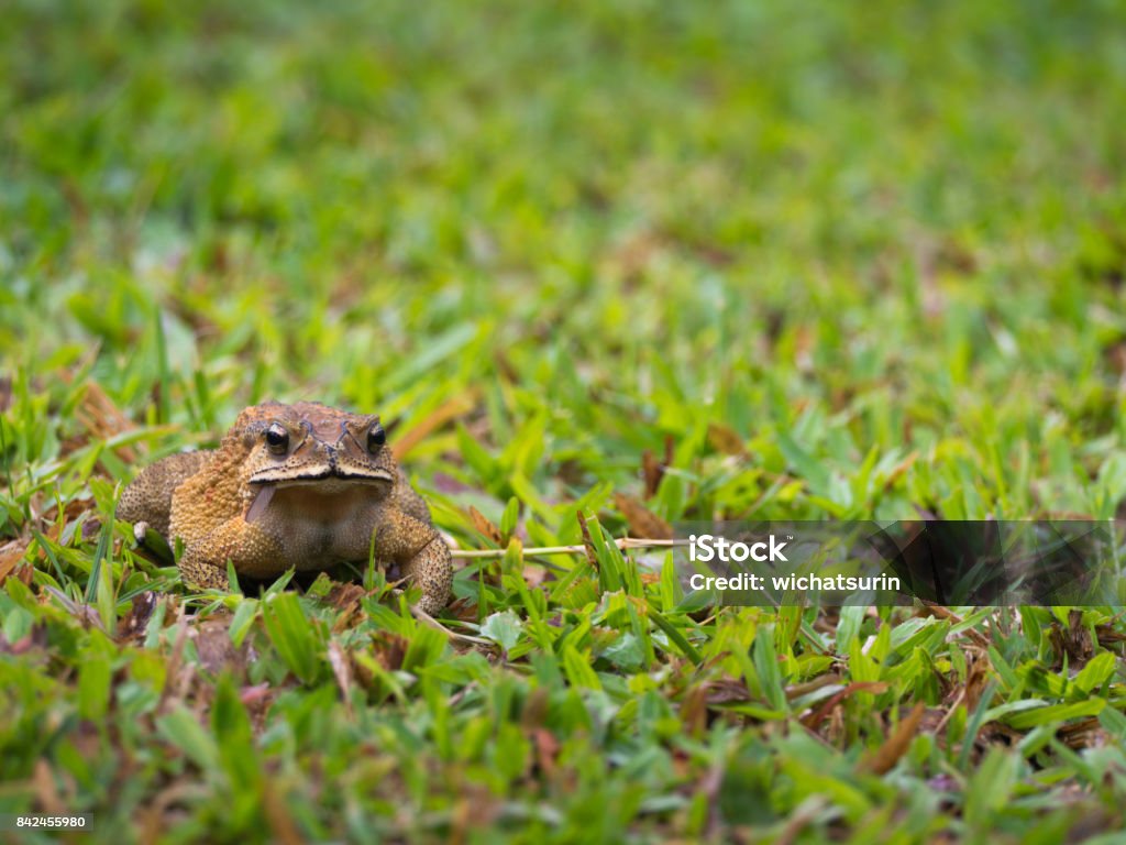 Toad Eating Insect The Toad Eating Bug Insect Wing Stock Photo - Download Image Now ...