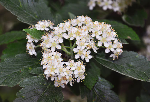 Lesser whitebeam (Sorbus minima)