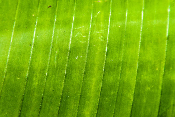 istock Macro detail of green leaf texture. Close up beautiful leaves pattern. 842456146