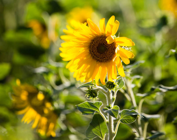 istock Sunflower flowers grow on nature 842457438