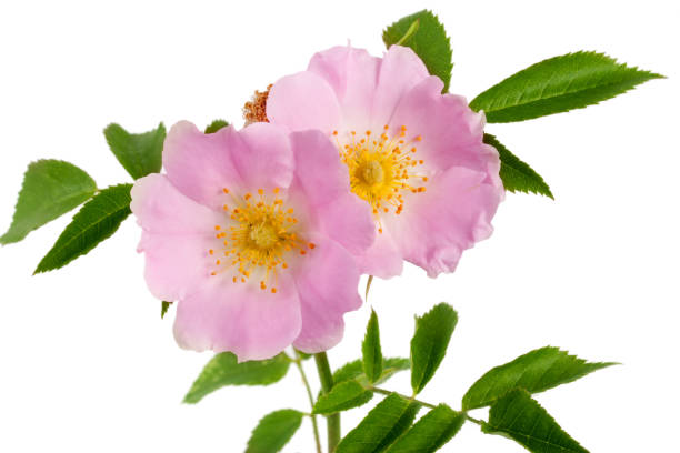 istock Rosehip flowers with leaf isolated on white background 842457752