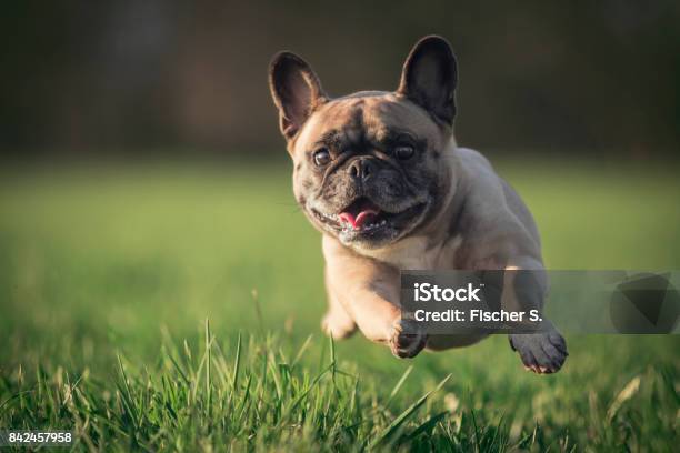 A Pug Walks Across A Meadow Stock Photo - Download Image Now - Dog, Pug, Running