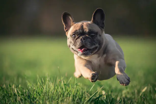 A pug runs across a meadow