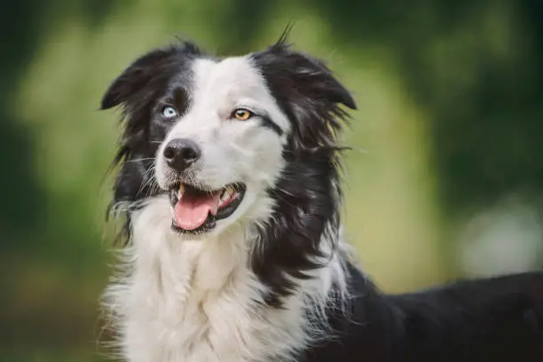 Portrait of a collie with a green background