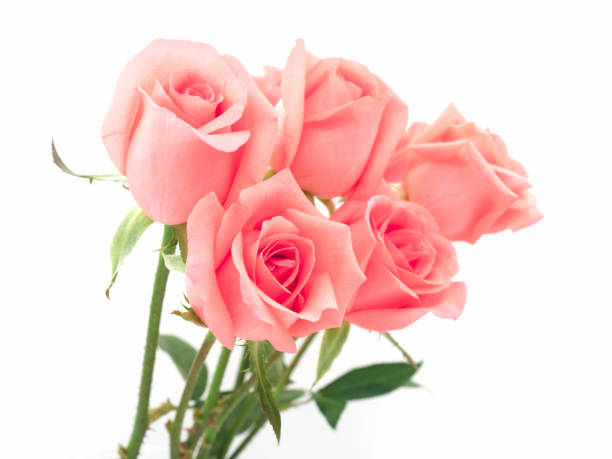 istock Beautiful pink rose flower 842462778