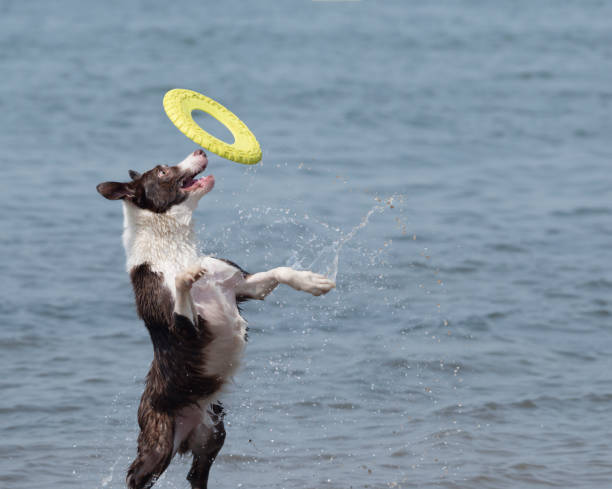 istock Border Collie Ollie is crazy for the Frisbee 842463202
