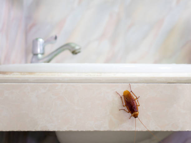 Cockroach in house on background of toilet Close-up image of cockroach in house on background of water closet. creep stock pictures, royalty-free photos & images