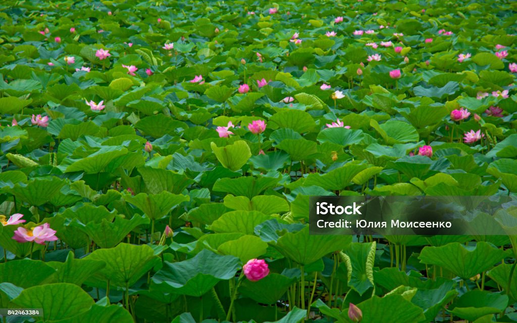 Lotus Lake, largest lake completely decorated with lotuses. Lotus Lake, largest lake completely decorated with lotuses. pink flowers Agricultural Field Stock Photo