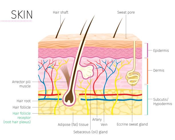 anatomia człowieka, schemat skóry i włosów - budowa fizyczna stock illustrations