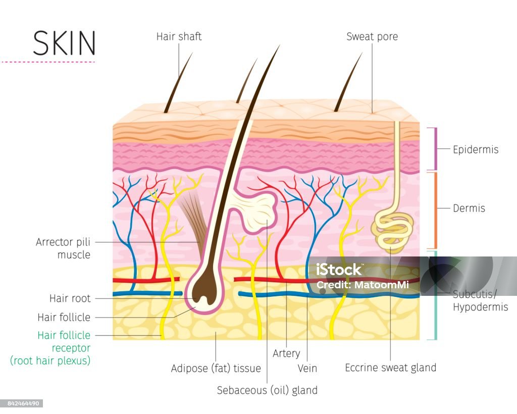 Human Anatomy, Skin And Hair Diagram Complexion, Physiology, Integumentary System, Medical, Healthy, Beauty, Cosmetic, Makeup, Treatment Skin stock vector