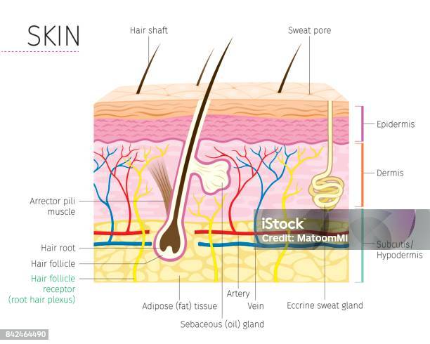 Human Anatomy Skin And Hair Diagram Stock Illustration - Download Image Now - Skin, Physical Structure, Anatomy