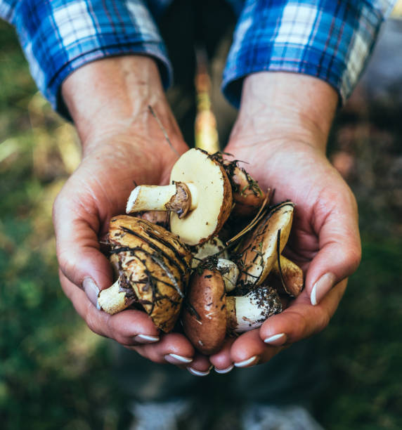 istock Freshly picked bright autumn forest mushrooms 842465306