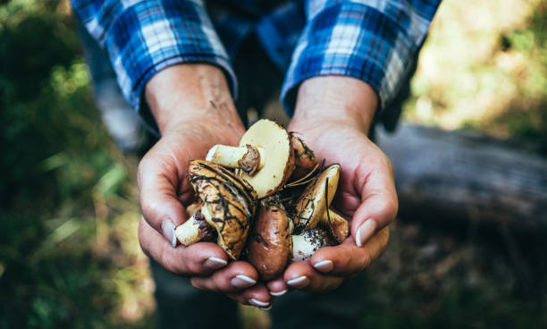 frisch gepflückten herbst waldpilzen - fungus forest nature season stock-fotos und bilder