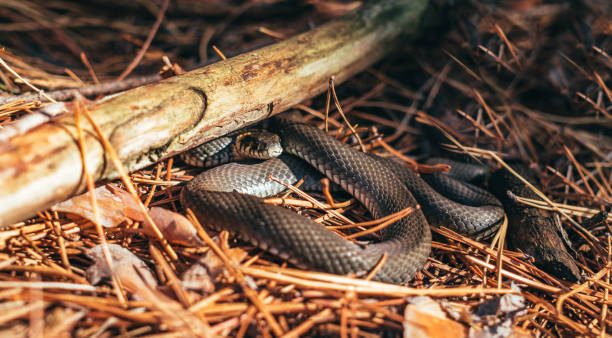istock Animals in the wild. Black Forest Snake 842465316