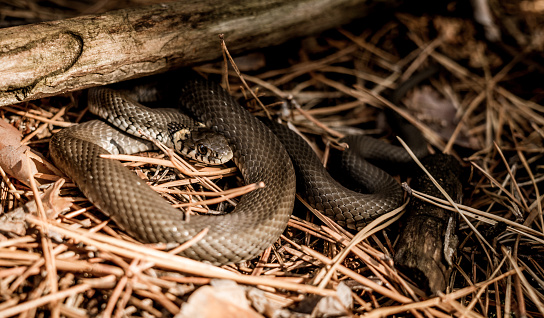 Animals In The Wild Snake Basking In The Sun Stock Photo - Download Image  Now - Adder, Agricultural Field, Animal - iStock