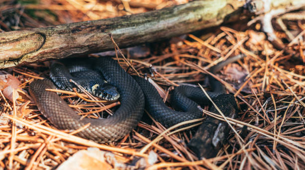 istock Animals in the wild. Forest snake in the autumn forest 842465330