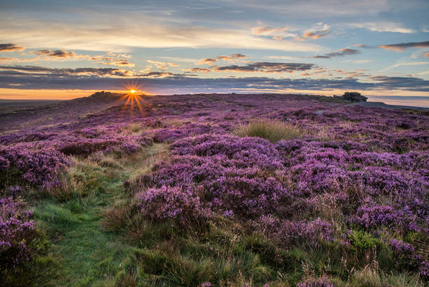 istock Stunning dawn sunrise landscape image of heather on Higger Tor in Summer in Peak District England 842467730