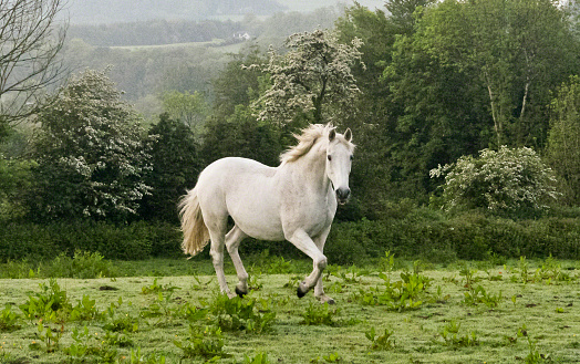 The previous evening I visited Charlemagne, a retired show horse, and fed him an apple.  The following morning I visited Charlemagne again with an apple and my camera.  As I walked up, starting from the far end of his field, Charlemagne rewarded me with a series of astounding poses, trotting toward me in fine form.  The morning mists, hawthorn in bloom, distant hills came together for this dreamlike image from a morning in County Cork, the Republic of Ireland.