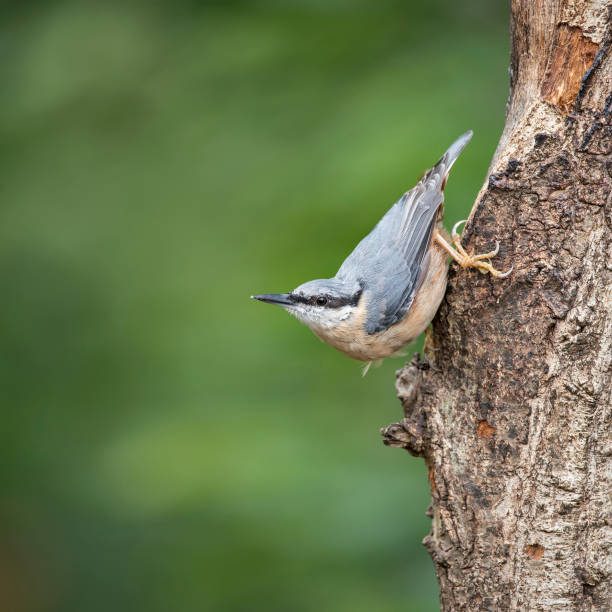 istock Beautiful Nuthatch bird Sitta Sittidae on tree stump in forest landscape setting 842468336