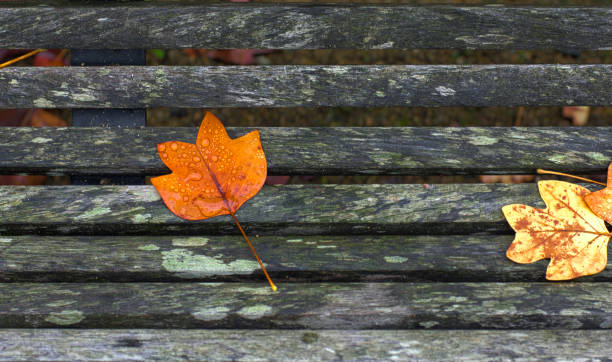 istock Autumn maple leaves of differents color on the bench 842468608
