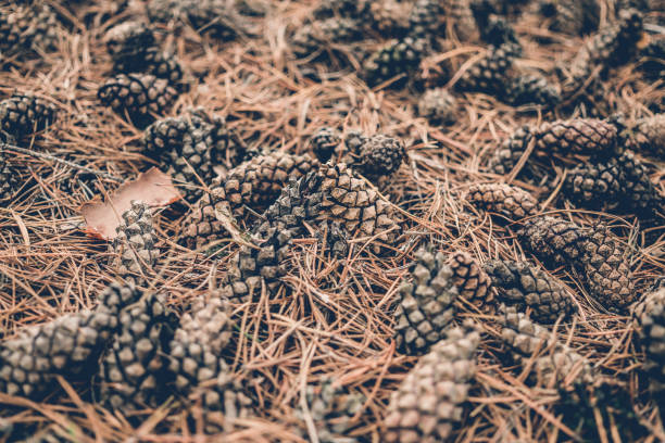 istock Dry coniferous cones. Winter New Year decorations in rustic style 842469374