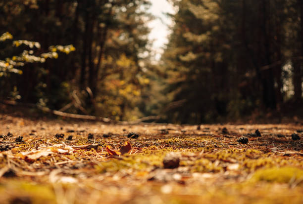 Picturesque autumn forest. Peace and quiet. A serene autumn morning in the forest