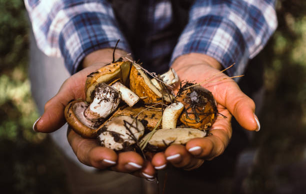 istock Collected autumn forest mushrooms 842469394