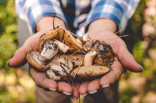 istock Rustic autumn harvest of mushrooms 842469412