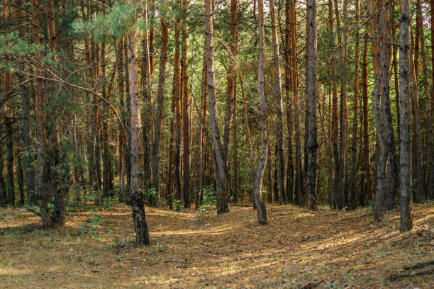 istock Old coniferous forest in autumn 842469420