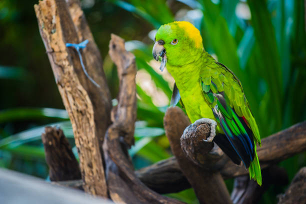 pappagallo, uccello adorabile, animale e animale domestico - discerning foto e immagini stock