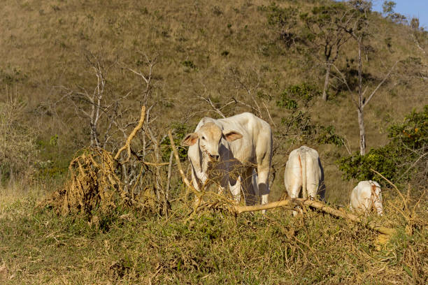 istock Cow feed in a farm, Serra da Canastra, Minas Gerais 842471440