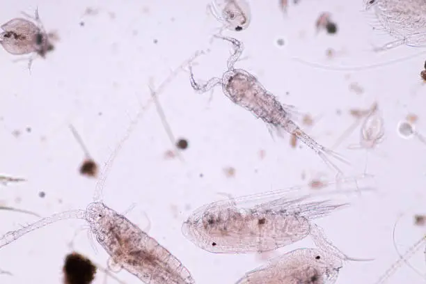 Photo of Copepods are a group of small crustaceans found in the sea and nearly every freshwater habitat.