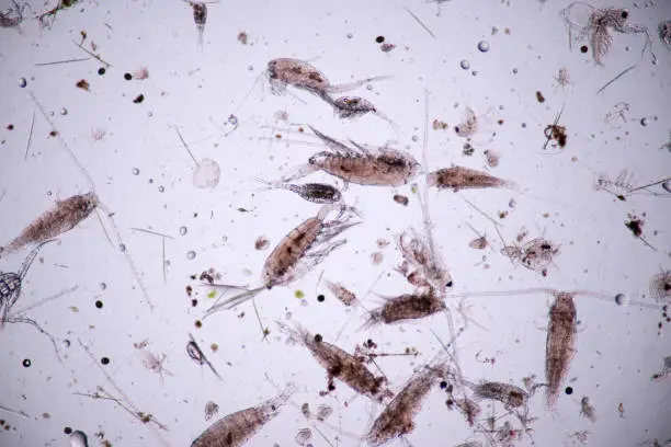 Photo of Copepods are a group of small crustaceans found in the sea and nearly every freshwater habitat.