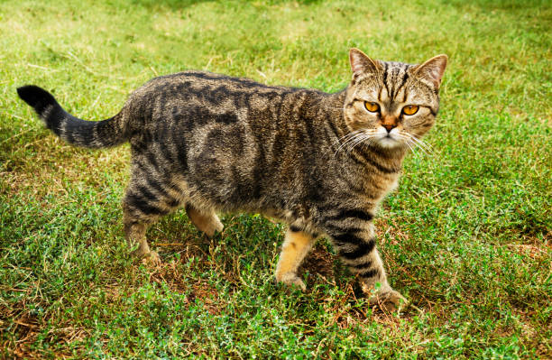 istock beautiful cat walks in the garden 842472930