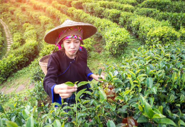 kobiety z azji zbierały liście herbaty na plantacji herbaty, charakter tła. - tea crop tea leaves plantation farmer zdjęcia i obrazy z banku zdjęć