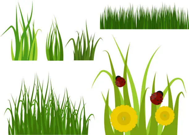 Vector illustration of Green grass border plant lawn nature meadow ecology summer gardening vector illustration