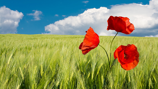 Amazing landscape with three poppies in corn field under blue clouded sky.